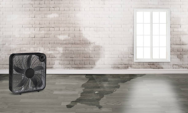 Best 24/7 water damage repair  in Chicago, IL