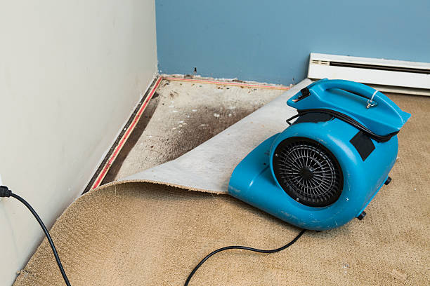Best Water damage cleanup near me  in Chicago, IL